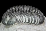 Detailed Morocops Trilobite - Exellent Facets #87582-6